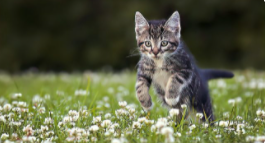 猫冠状病毒蔓延猫岛致死率近90% 超30万只猫死亡
